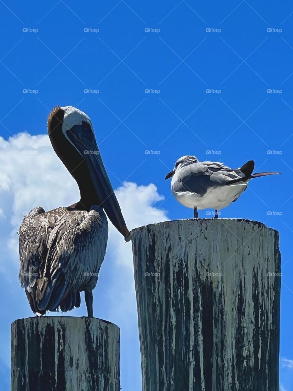 Editor’s choice. Closeup of a pelican and a seagull wondering who’s going to leave first!