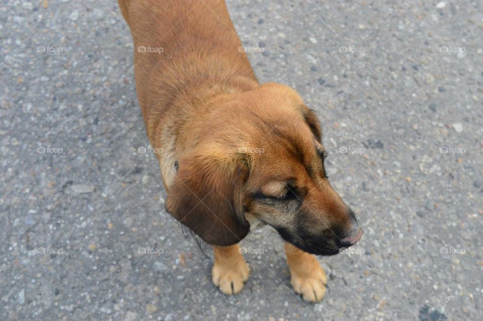 High angle view of dog on street