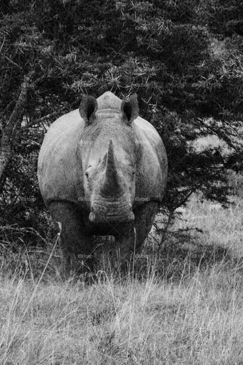 Rhinoceros . SA wild rhino about to charge..!!