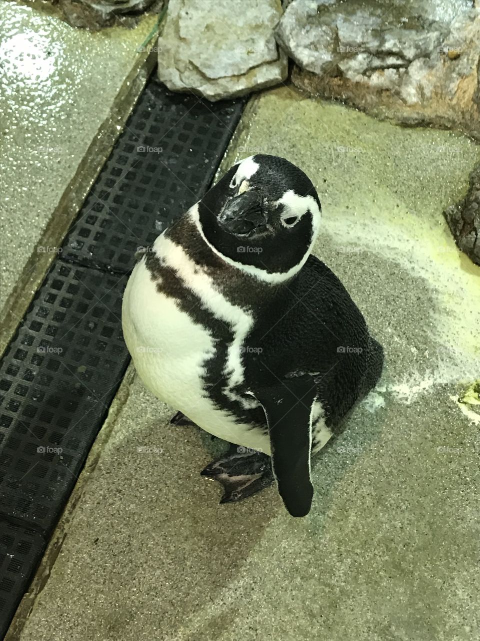 A 25 year old penguin still kicking! 