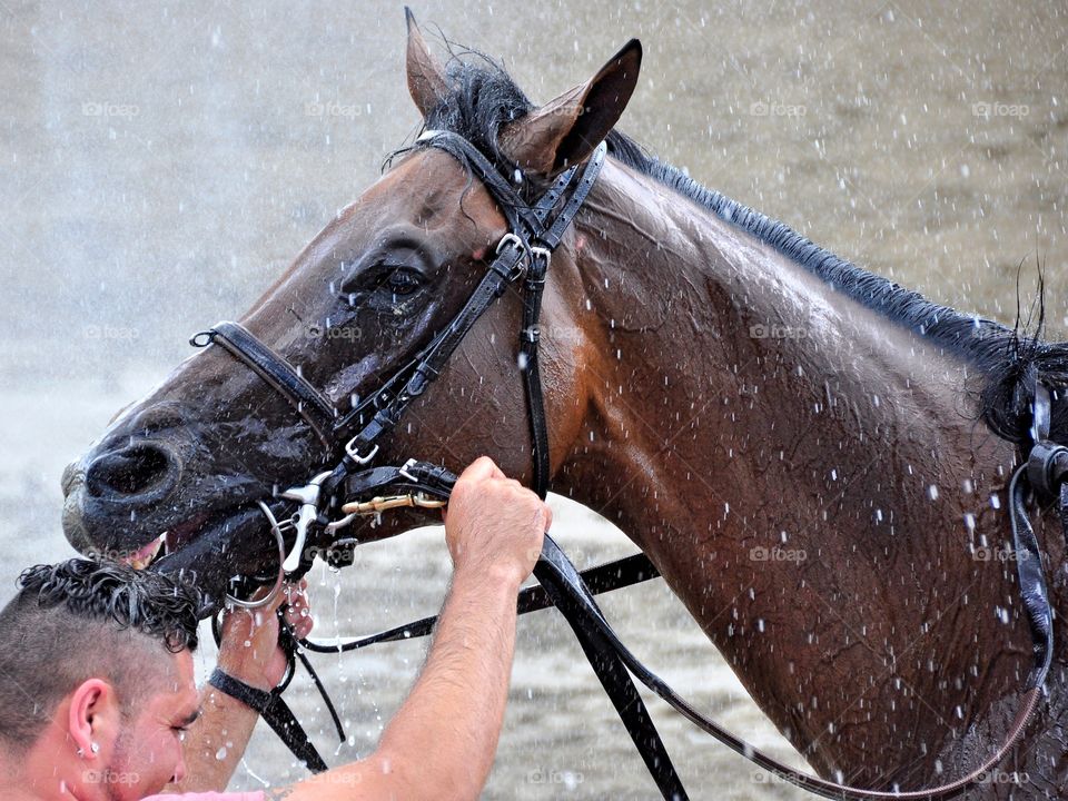 Royal Posse. Post race cooling down. Royal Posse gets a cool spraying with a hose after running a great race at Saratoga. 
Fleetphoto