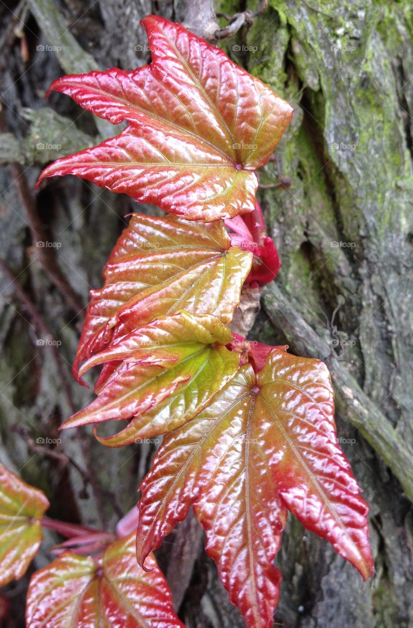 Close up of maple leaf