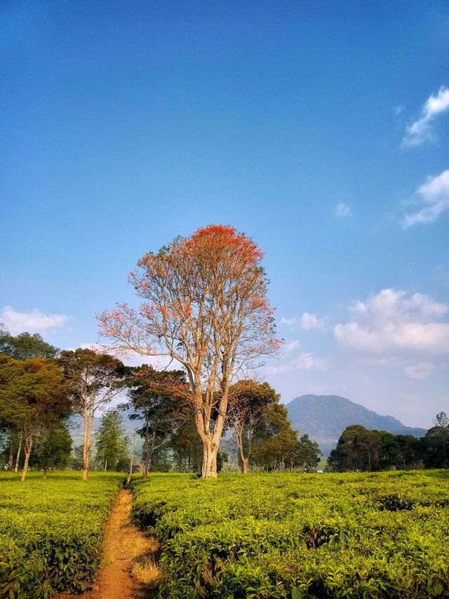 photo of tree
