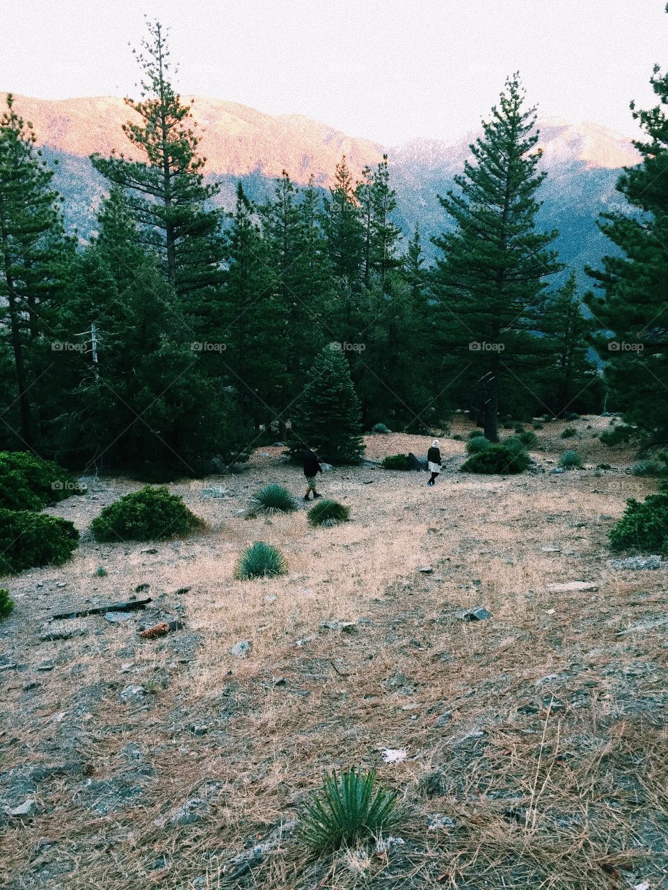 People walking near tall trees