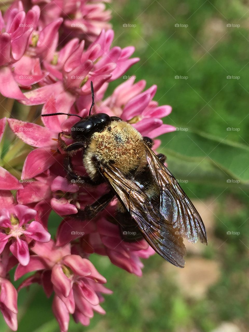 Bee with Pollen 
