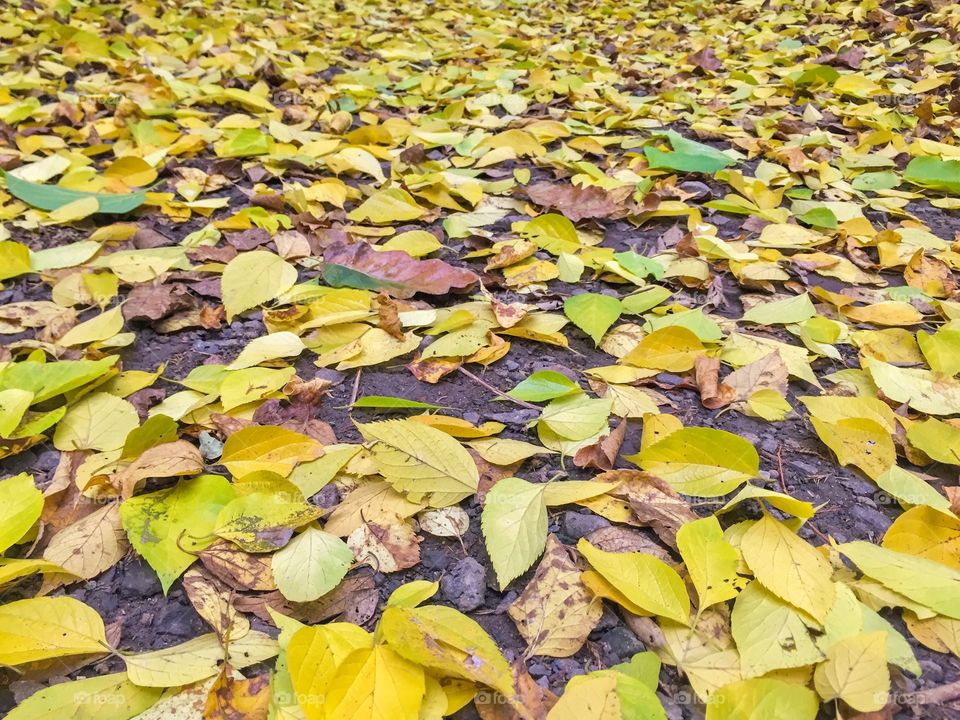 Pile of yellow leaves fallen on the ground