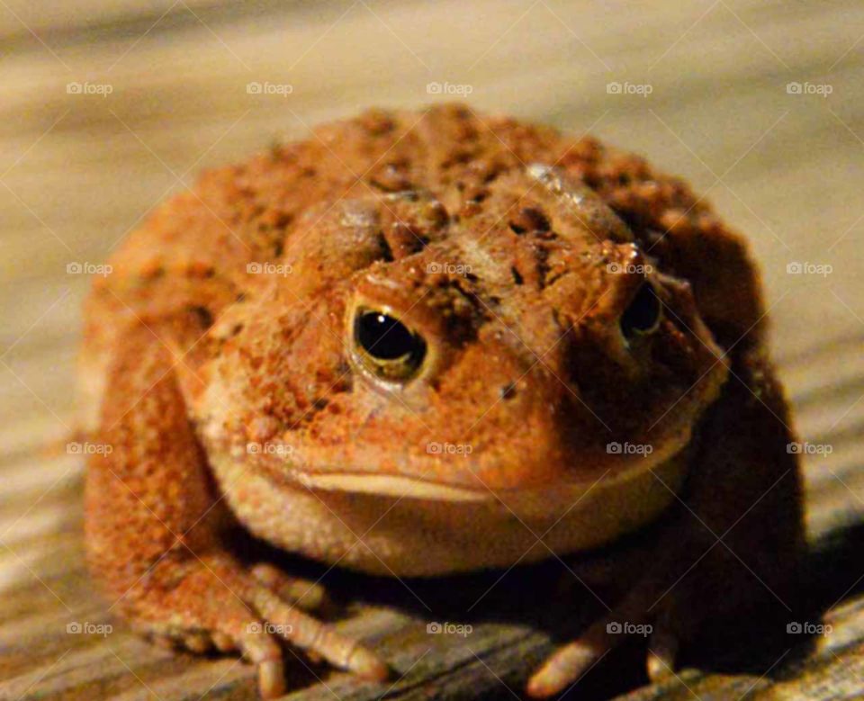 Toad close up. Toad on my deck not so happy posing for a picture