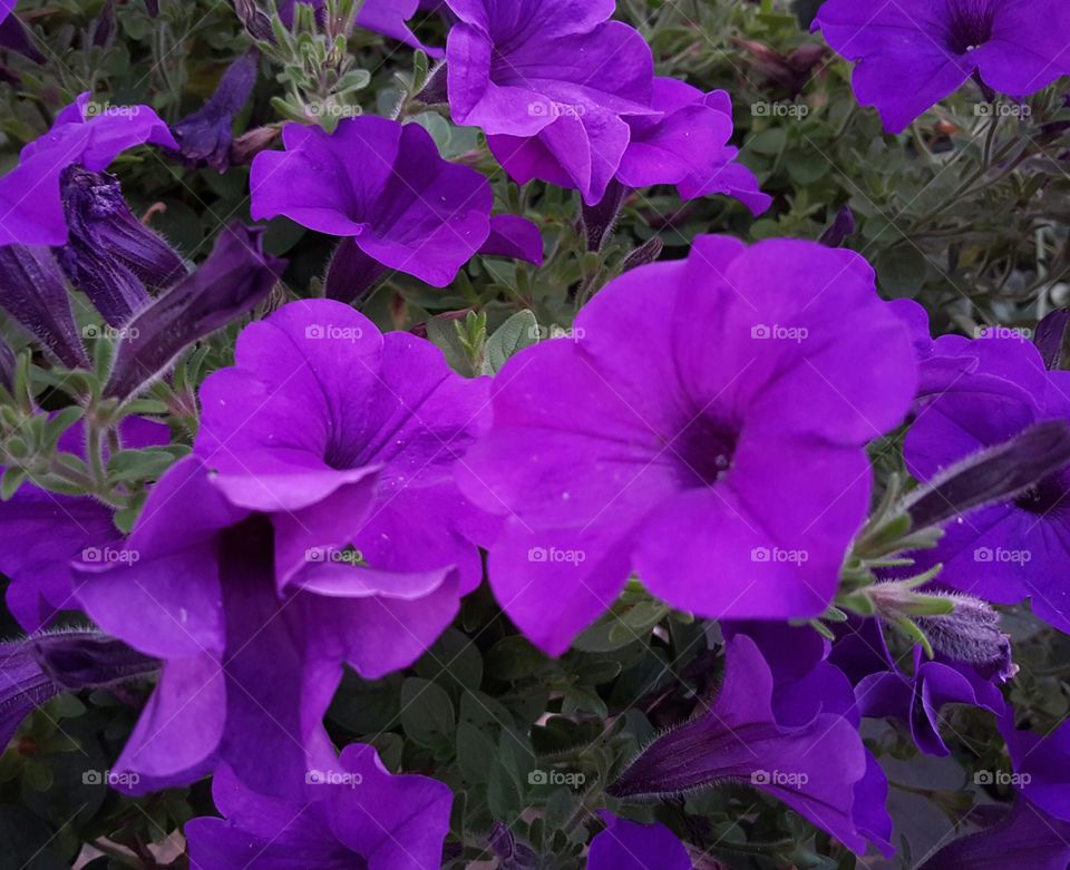 Purple Petunia. Sitting on our front porch.
