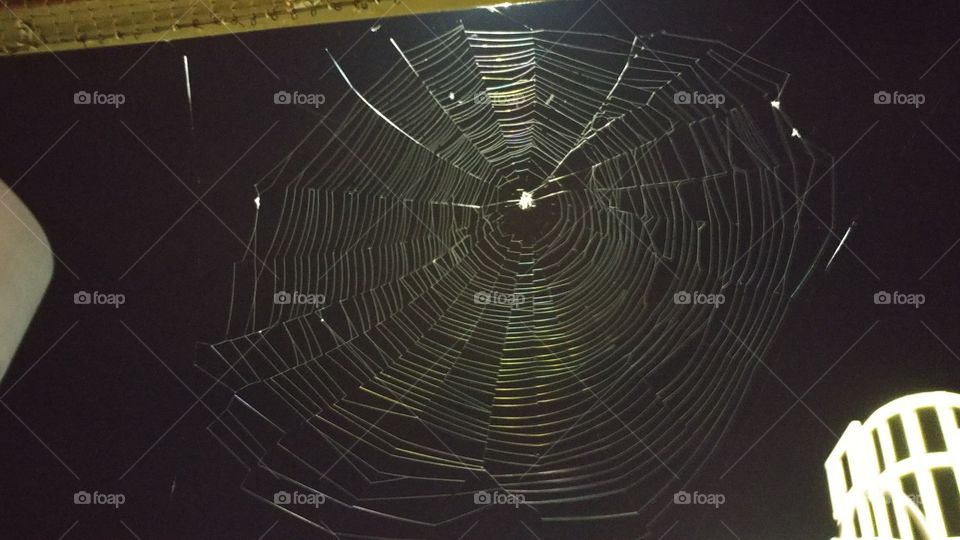 Spider Web !!