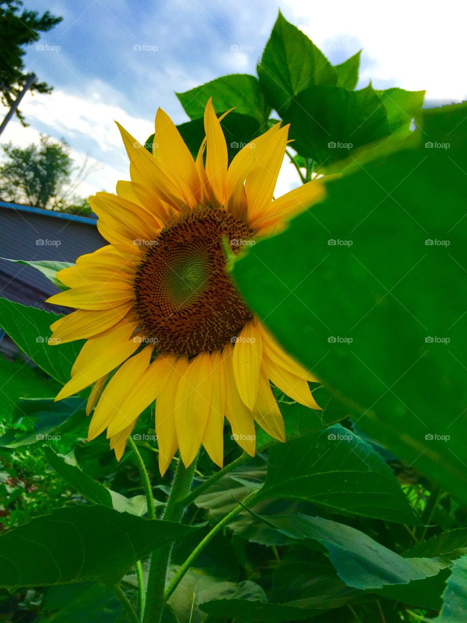 Sunflower
