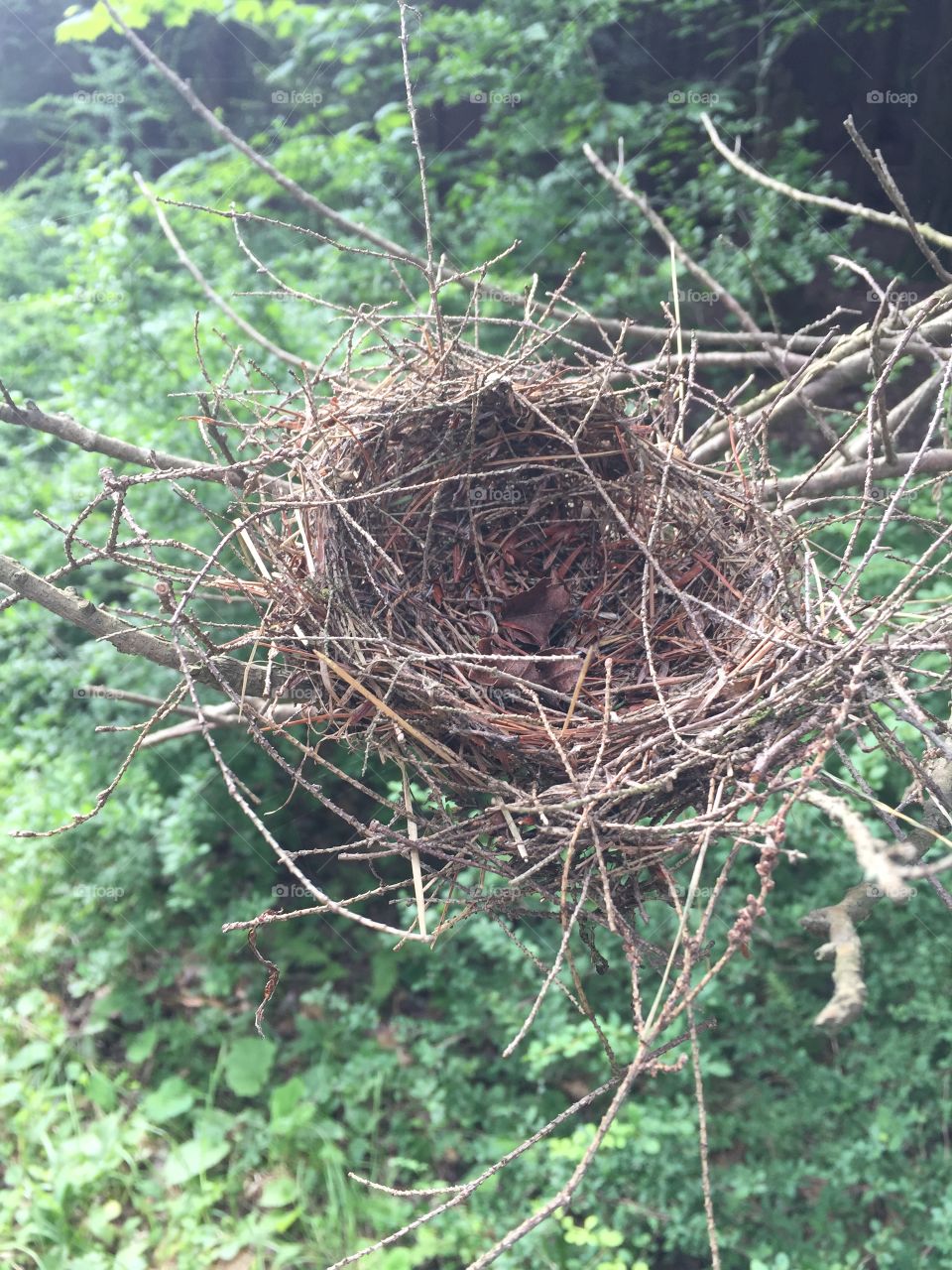 Abandoned nest