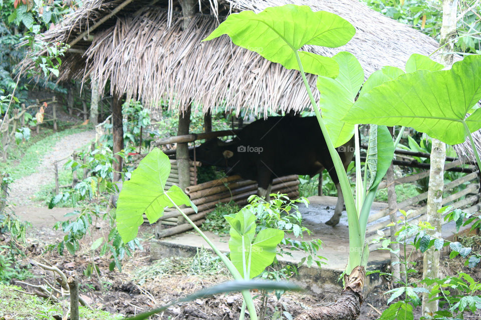 junglehut