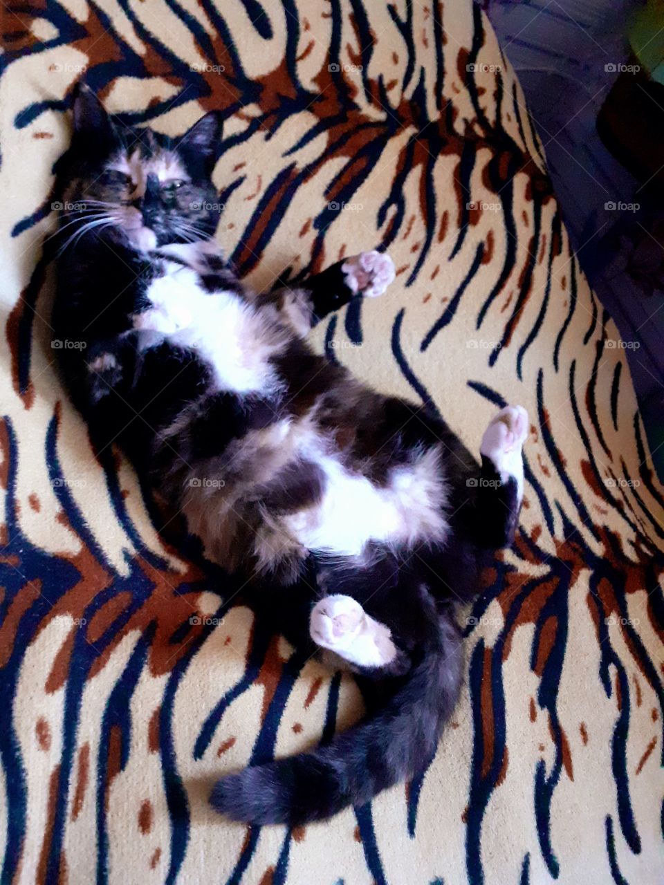 кошка играет