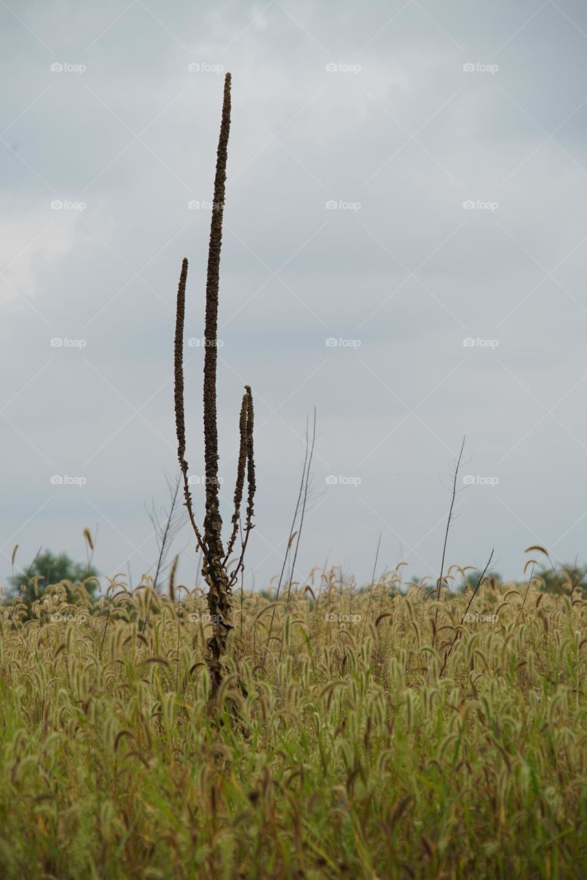 Dead Mullein stalk in a Michigan field
