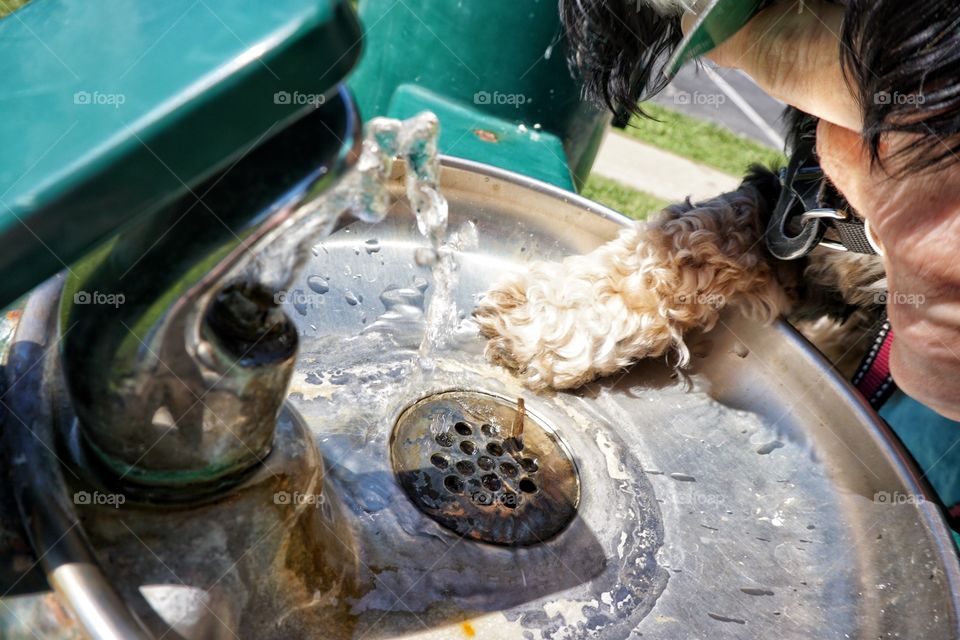 Paws for Water