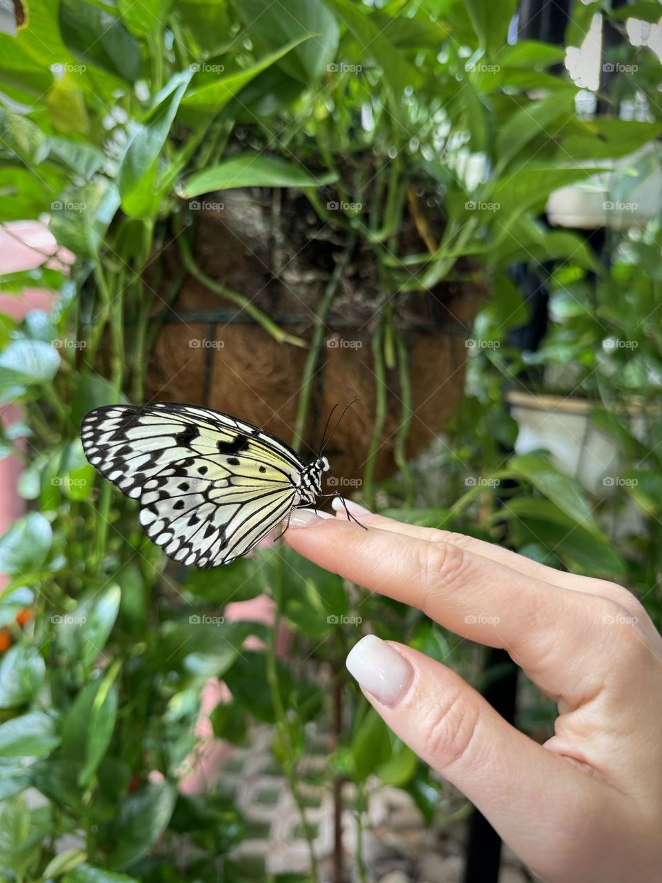 Butterfly on the female hand
