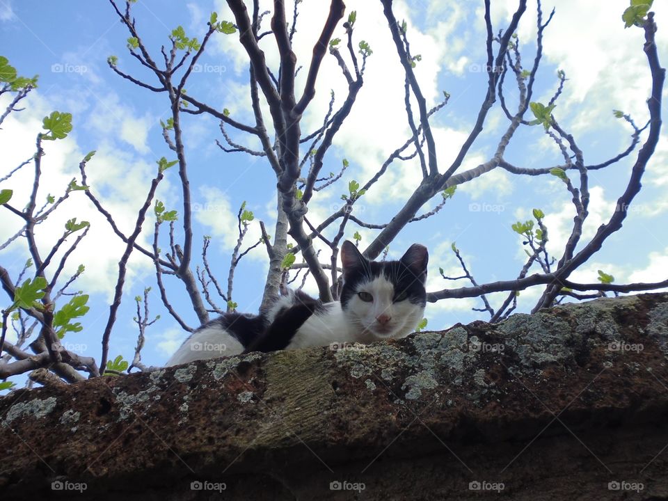 Un gatto che riposa a Civita di Bagnoregio