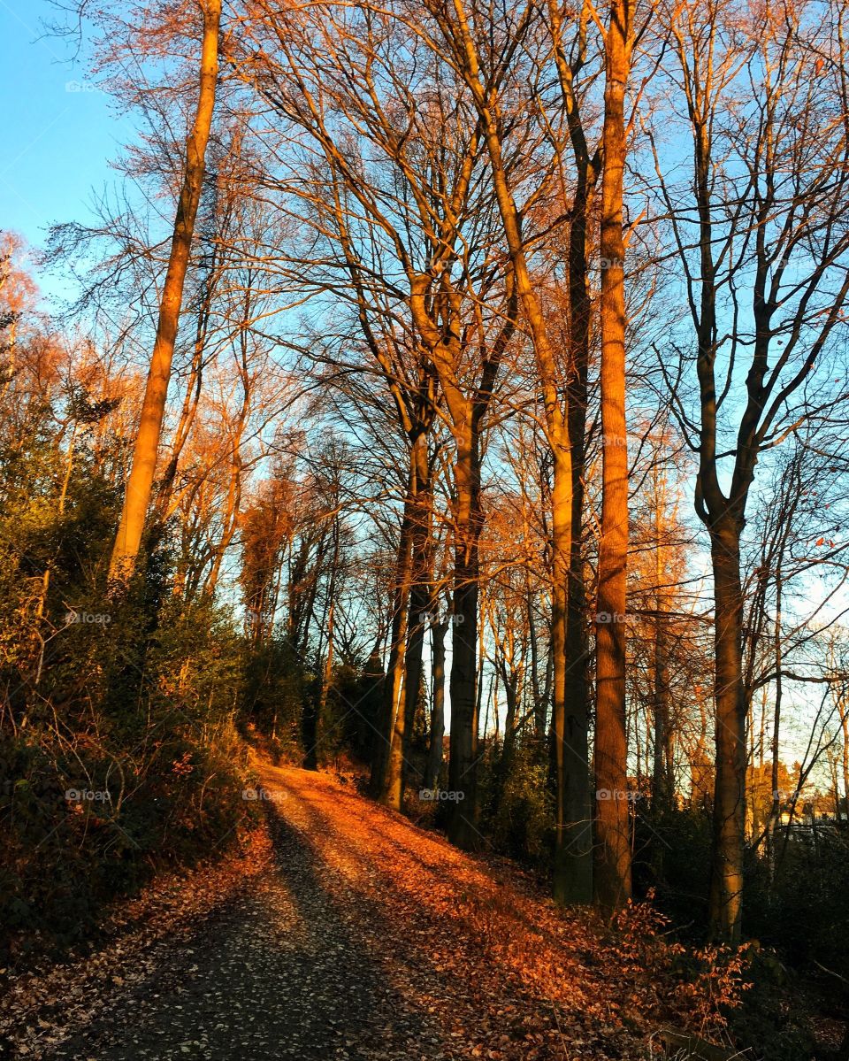 Footpath passing through autumn trees