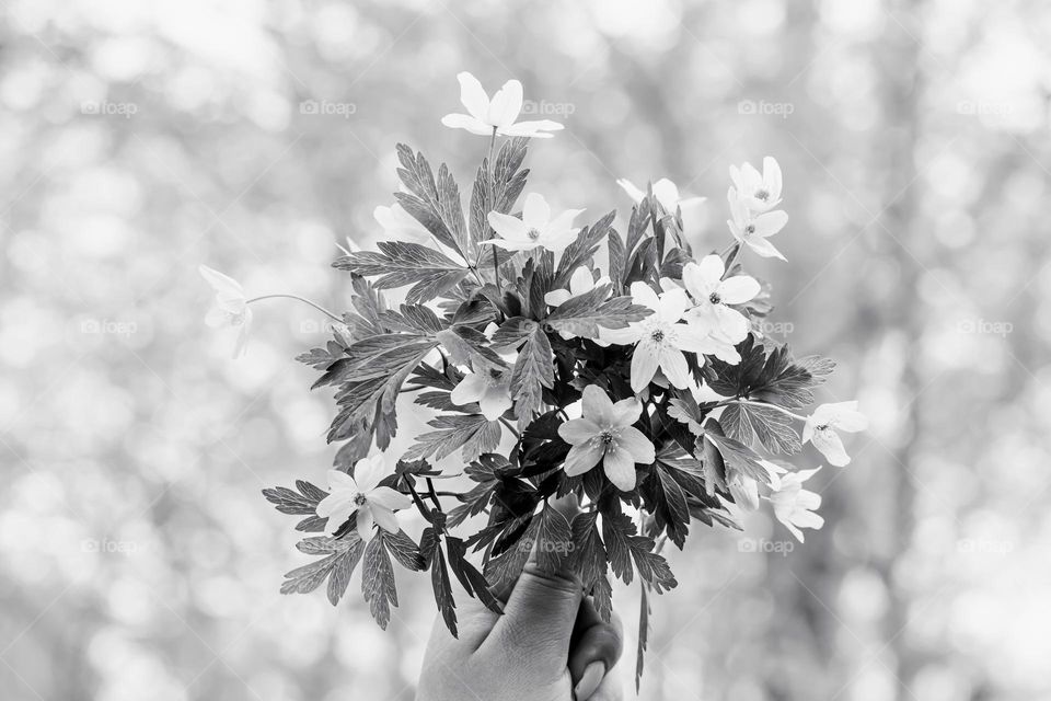 Hand holding beautiful bouquet of white wood anemone flowers in b&w , bokeh in the background 