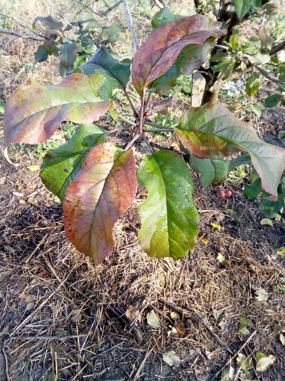 Apple leaves