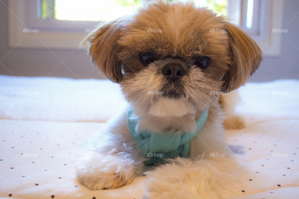 Cute shihtzu dog