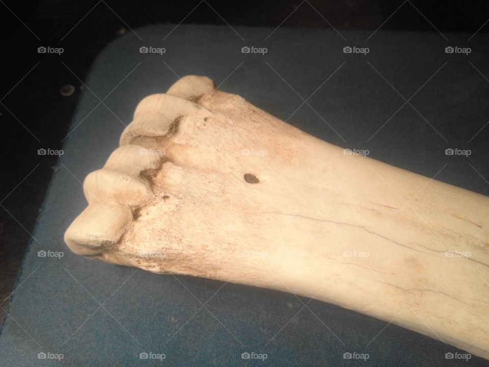 bone