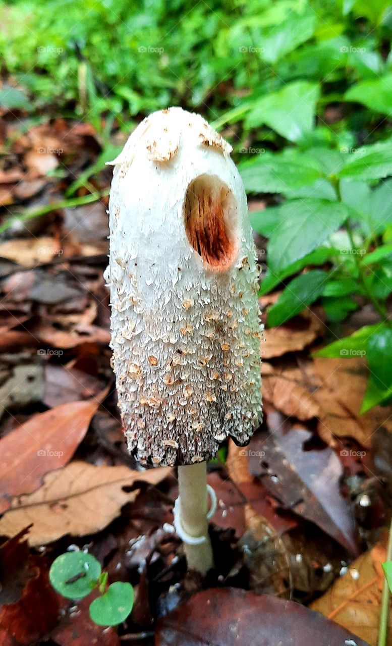screaming mushroom
