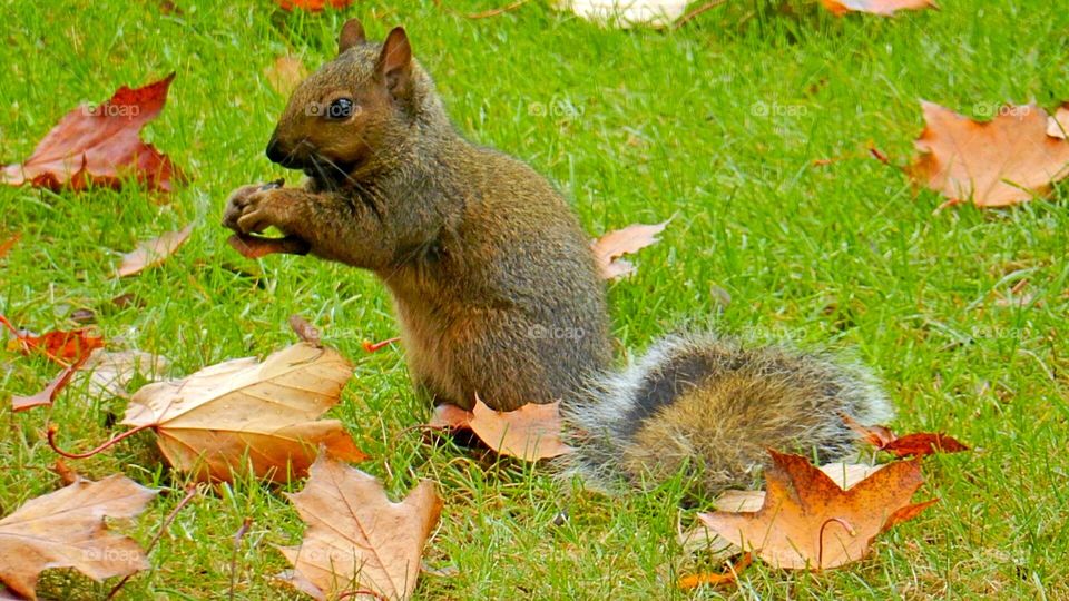 Squirrel gathering nuts