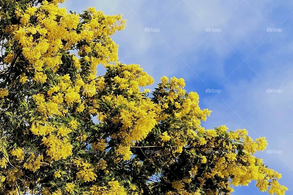 Complementary colors