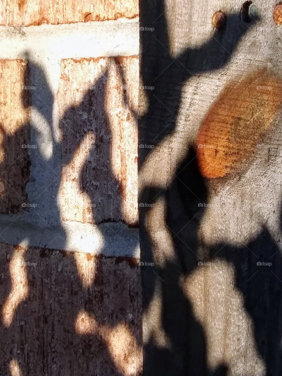 leaf shadows on two surfaces