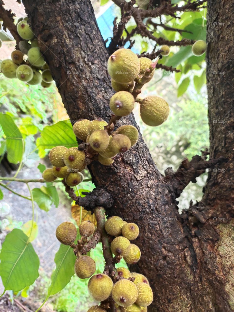 🌱🌱🌱🌱☔☔☔
Ficus carica Or Comman Fig
Bunches of Fruits.
Green Peepal leafs Beside