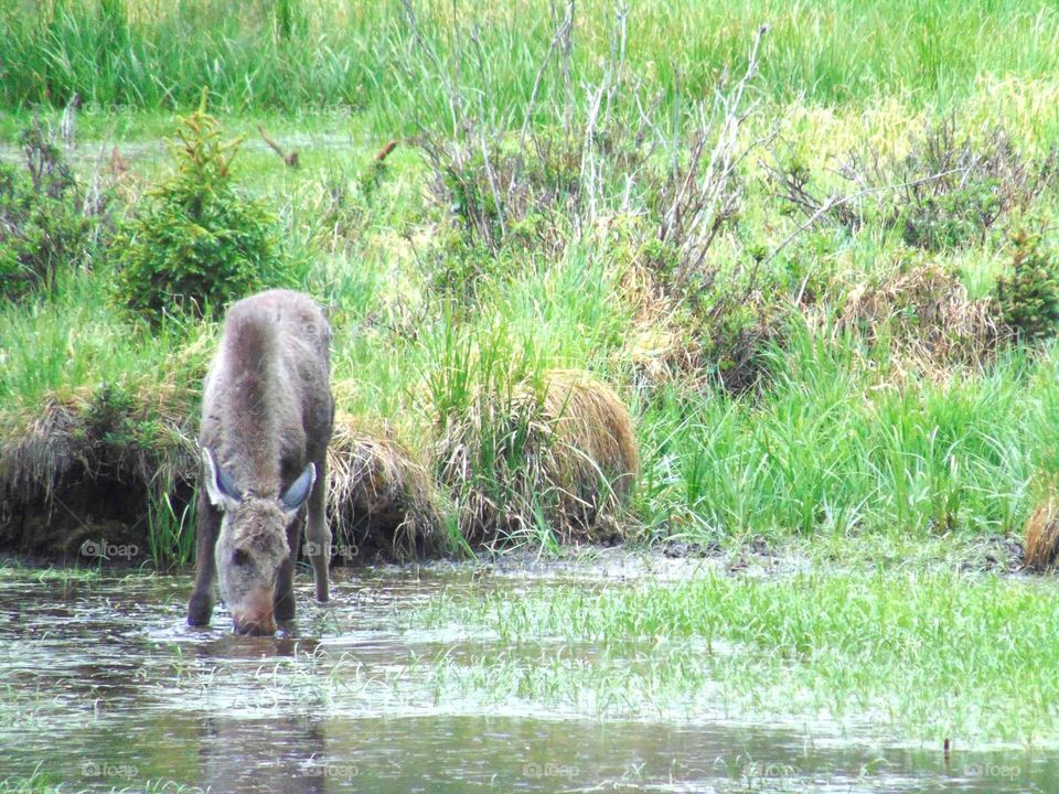 Baby moose foraging in a swamp. 