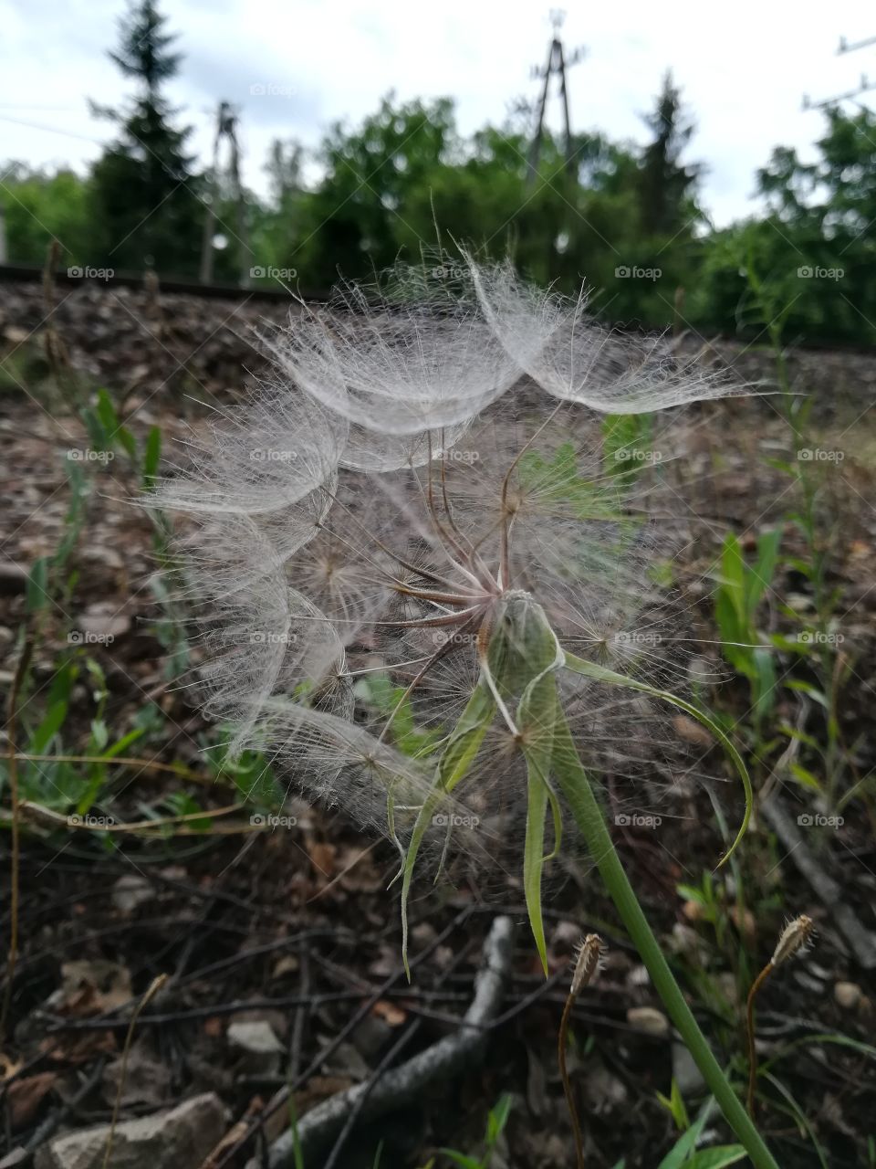 Dandelion