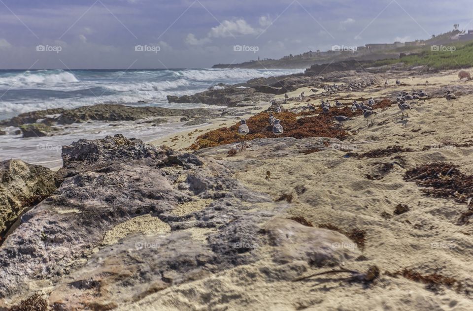 Flock of seagulls perched on the rocks of the Isla Mujeres beach in Mexico