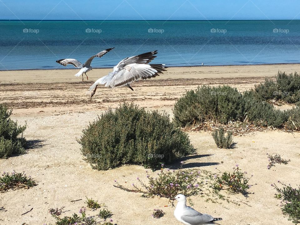 Seagulls in mid flight landing on south Australia beach action