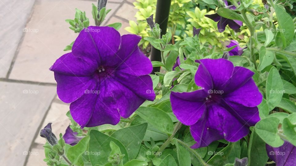 Purple Garden Flowers