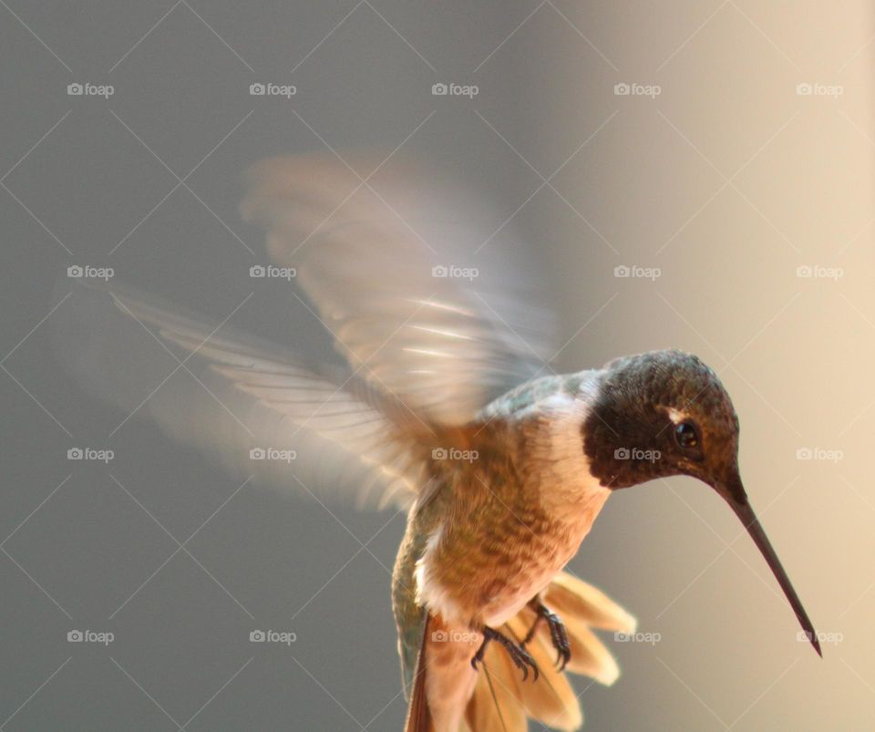 flying hummingbird