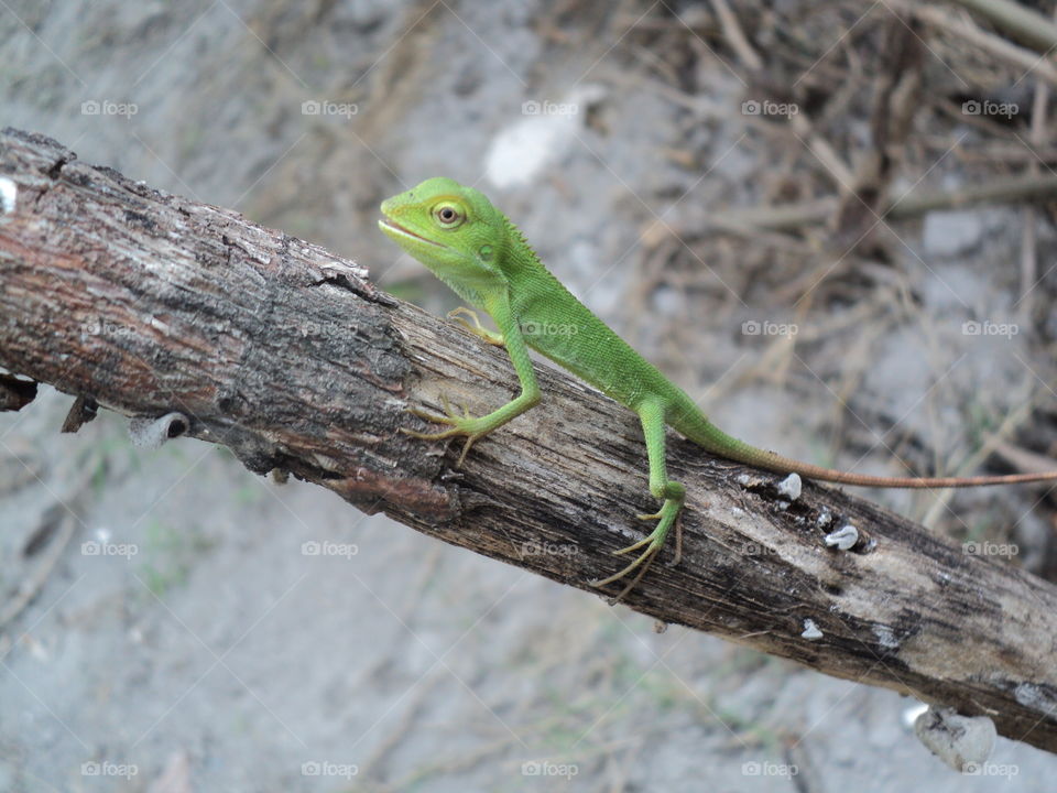 chameleon on dry wood
