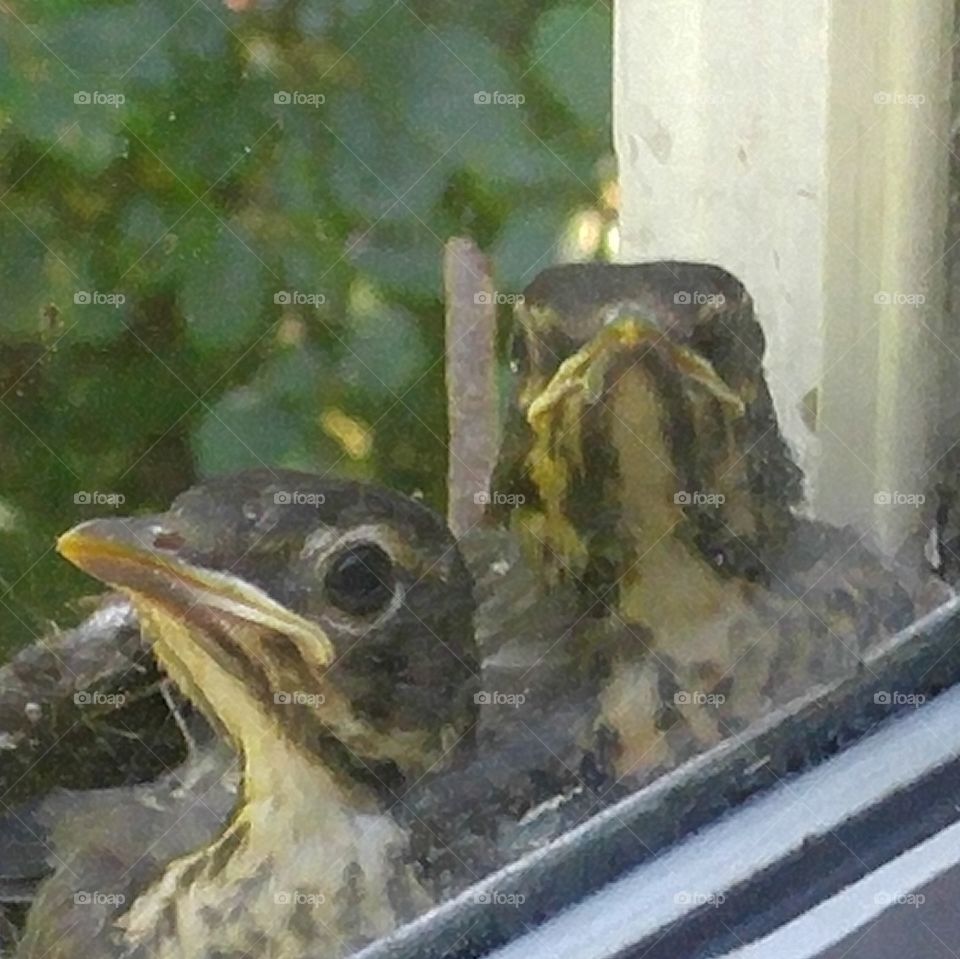 hatchlings at window