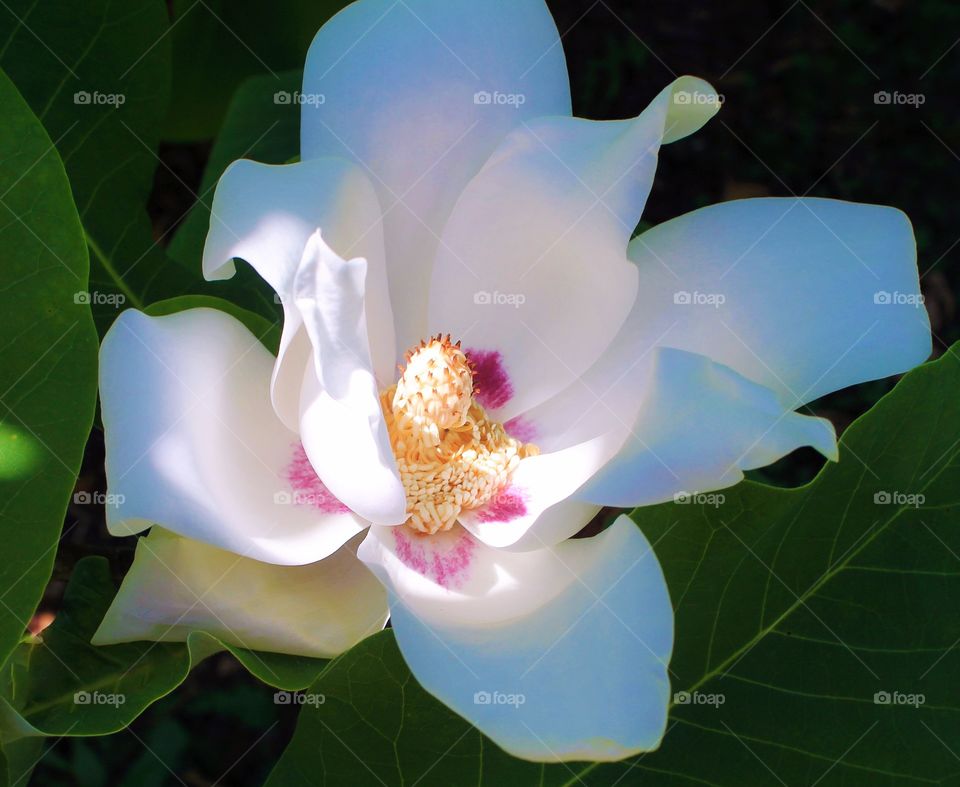 Close-up of white magnolia flower