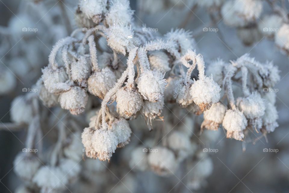 Closeup of flowers covered with frost on a cold winter day outdoors 