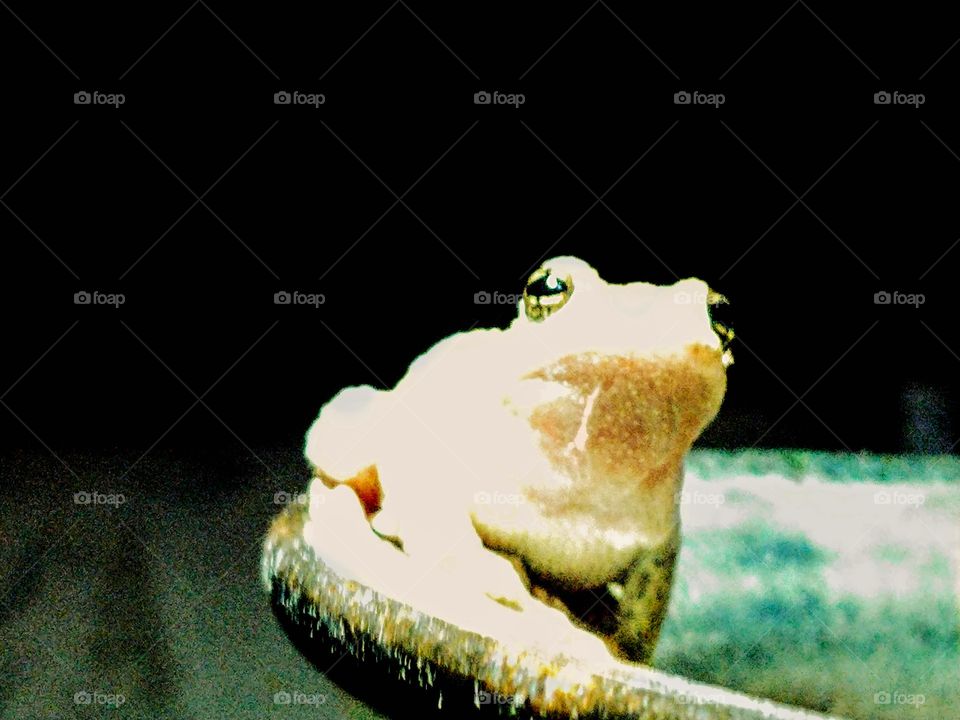 Frog with gorgeous clear bright eyes perched on a ceramic pot at night