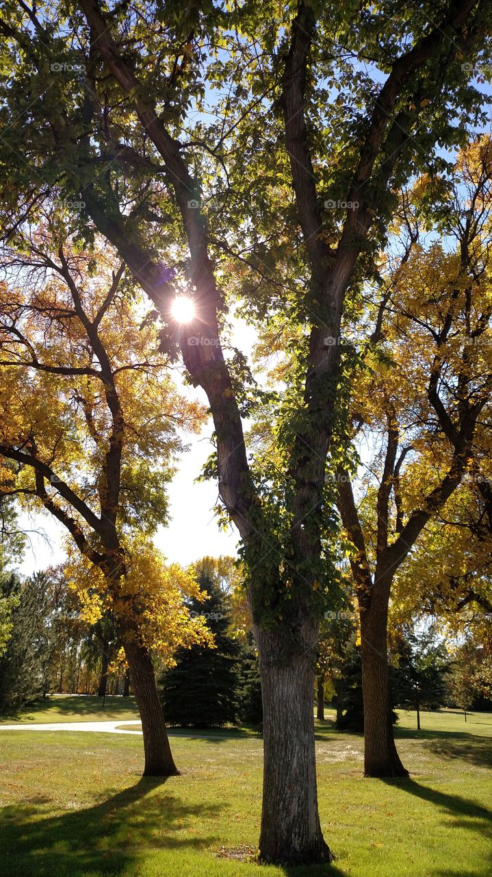 Tree, Landscape, Leaf, Nature, Fall
