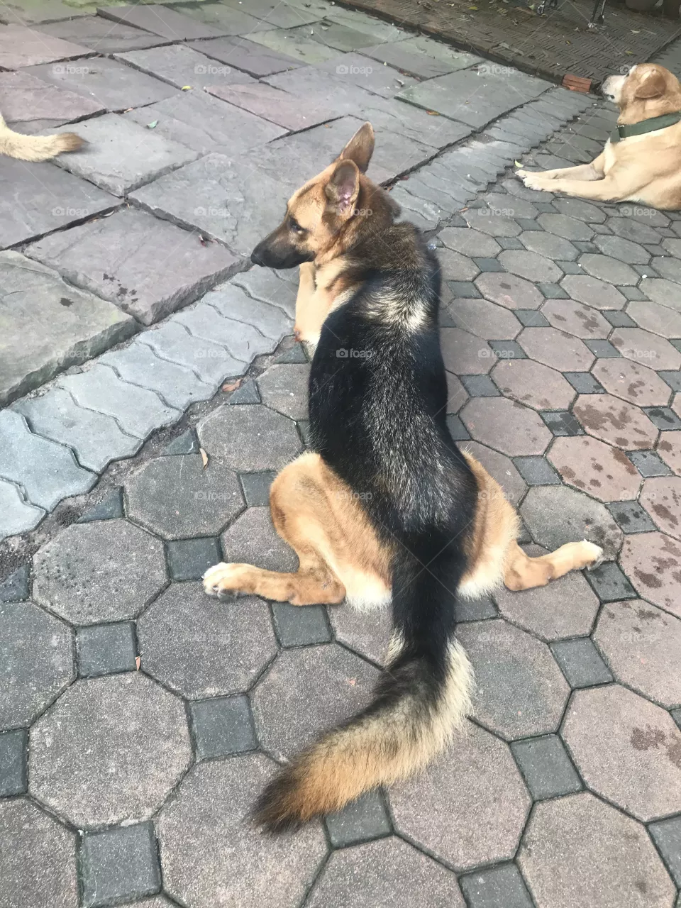 Call me a sexiest dog