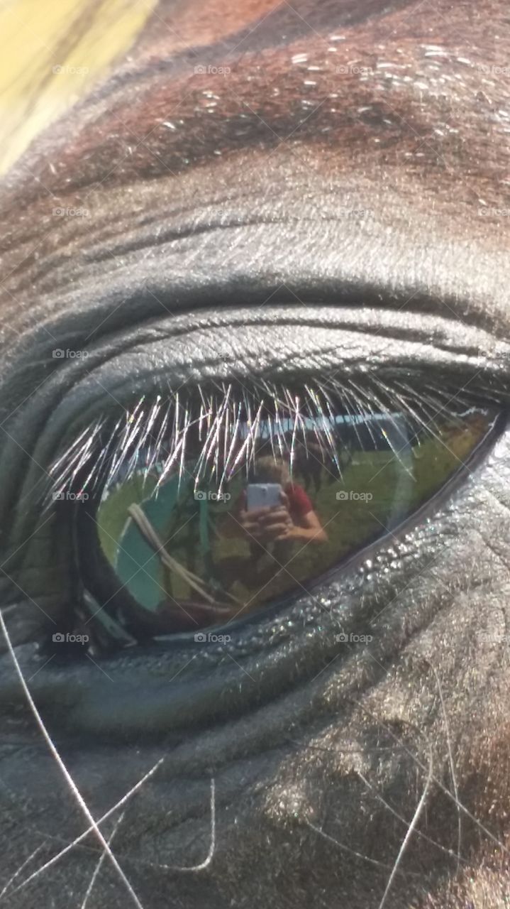 horse reflects