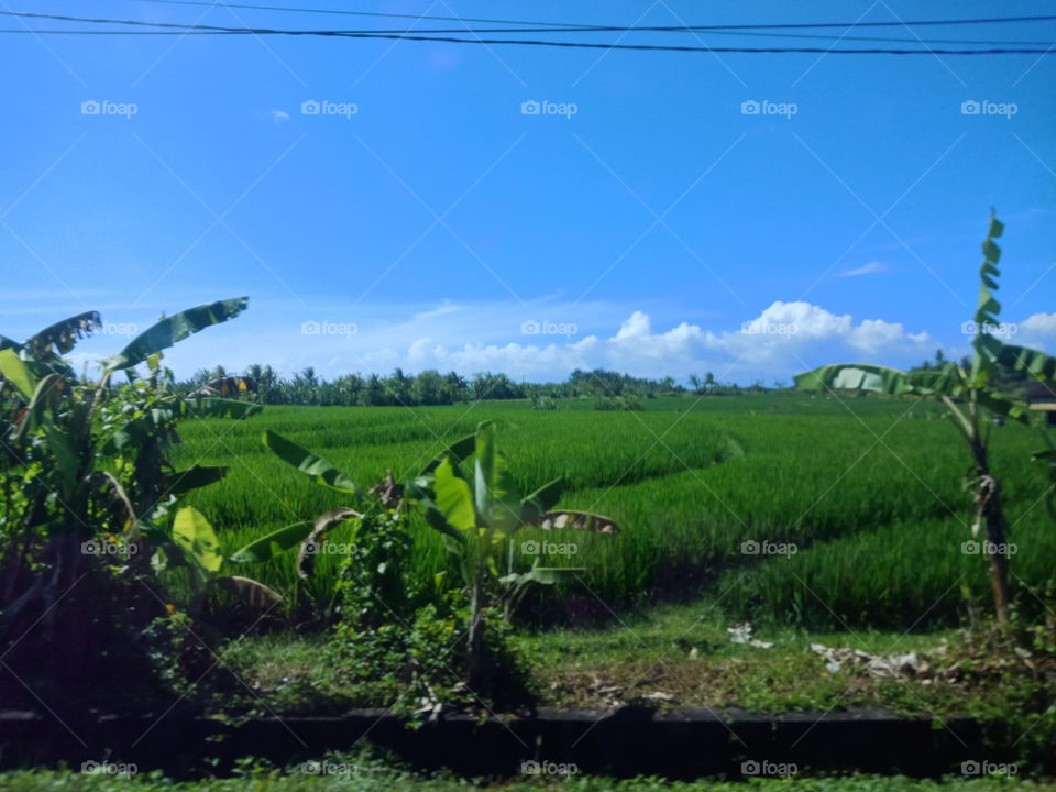 view green grass in Bali