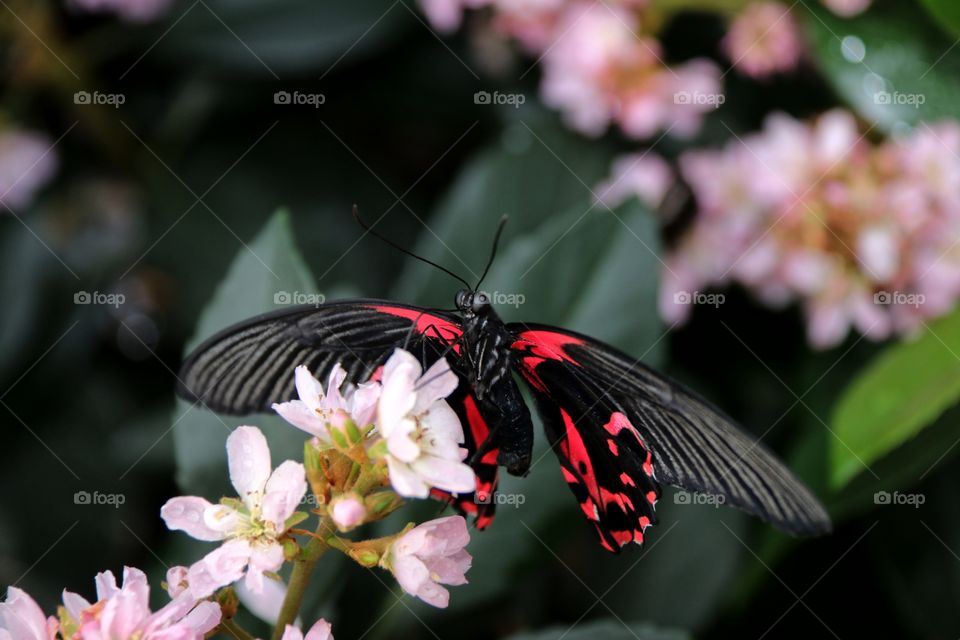 A hot bright pink and black butterfly wings extended on delicate pink blossoms