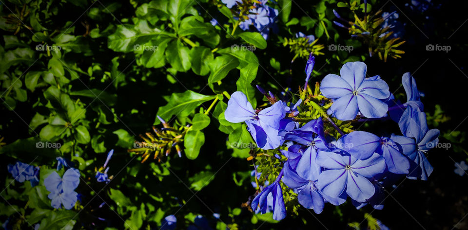 Purple- blue flowers