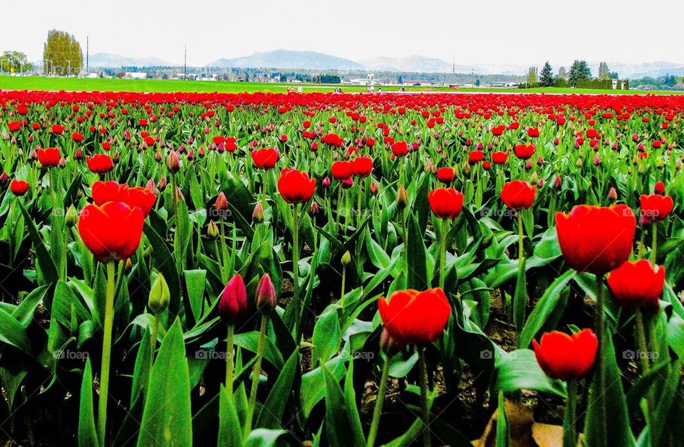 Red tulips growing in field