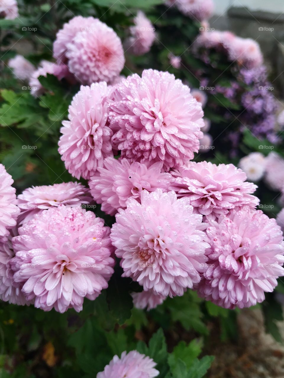 The wonderful autumn flowers